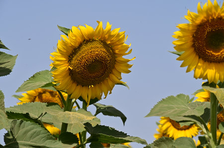 Sunflower in the field with blue sky background, Helianthus annuusの写真素材