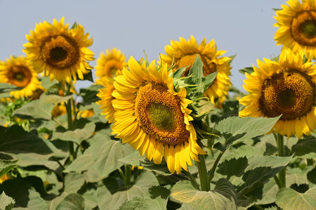 Sunflower field on a sunny summer day, closeup of photoの写真素材