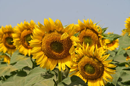 Sunflower field in summer, closeup of a sunflowerの写真素材