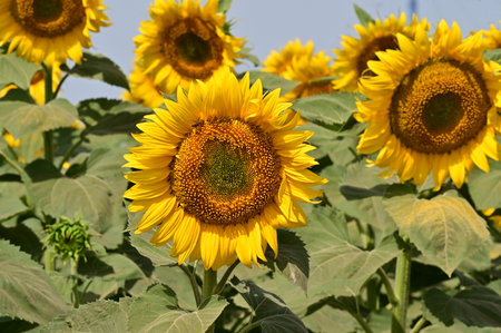 Sunflower field in summer. Close-up of sunflower.の写真素材