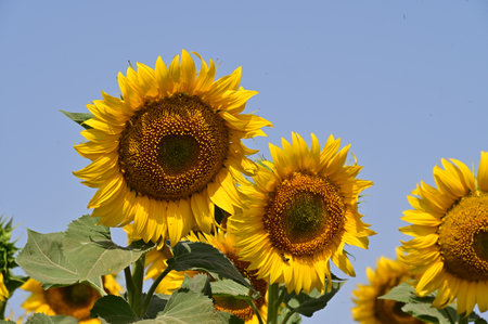 Sunflower field with blue sky in background. Sunflower natural background.の写真素材