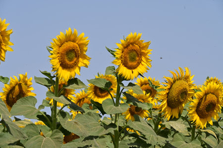 Sunflowers in full bloom in a field of sunflowersの写真素材