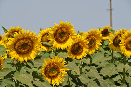 Sunflower field in the countryside of Thailand. (Helianthus annuus)の写真素材