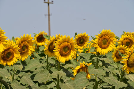 Sunflower field in the north of Thailand, closeup of photoの写真素材