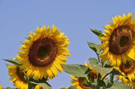 Sunflower field with blue sky in background, Helianthus annuusの写真素材