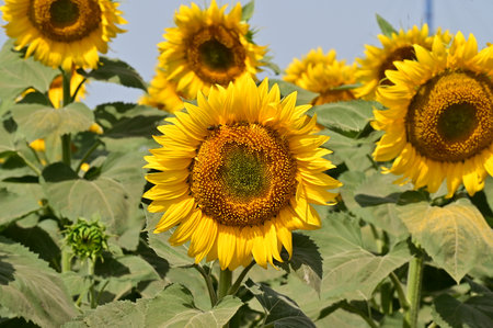 Sunflower in the field, close-up of a sunflowerの写真素材