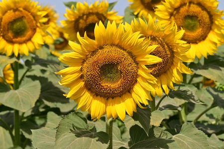 Sunflower field in summer. Sunflower blooming in the garden.の写真素材