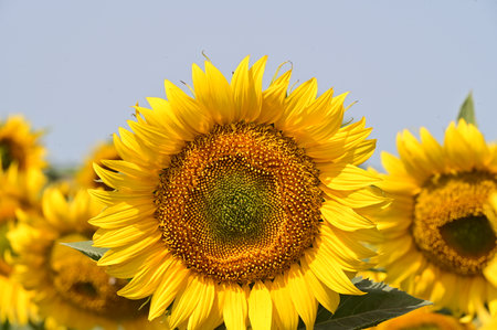 Sunflower field with blue sky background. Sunflower blooming.の写真素材