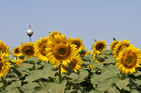 Sunflower field with the TV tower in the background on a sunny dayの写真素材
