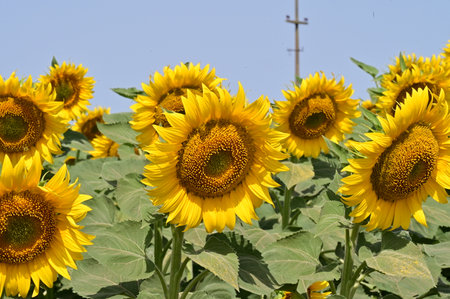 Sunflower field on a sunny summer day, closeup of photoの写真素材