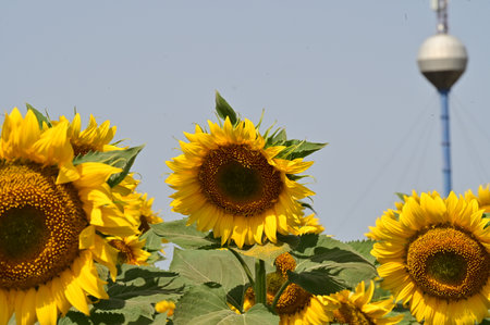 Sunflower field in the city of Nakhon Ratchasima, Thailandの写真素材