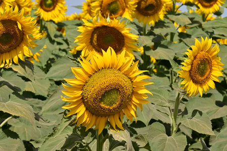 Sunflower field in the summer. Sunflower oil improves skin health and promotes cell regenerationの写真素材