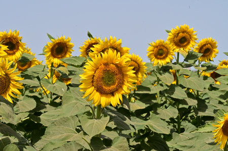 Sunflower field with blue sky in background, closeup of photoの写真素材