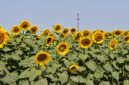 Sunflower field with blue sky in background, closeup of photoの写真素材