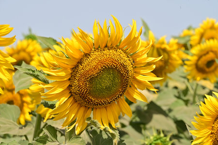 Sunflower field. Sunflower oil improves skin health and promotes cell regeneration.の写真素材