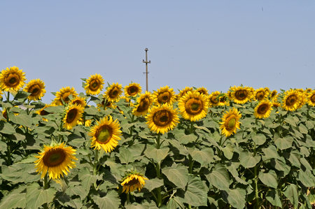 Sunflower field with a cross in the background, closeup of photoの写真素材