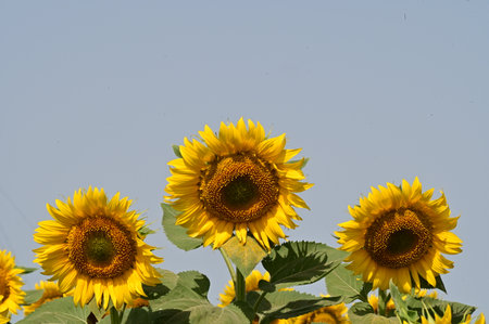 Sunflower field with blue sky background. Sunflower blooming.の写真素材