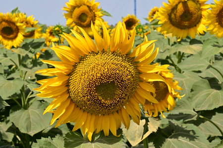 Sunflower field in summer, close-up of a sunflowerの写真素材