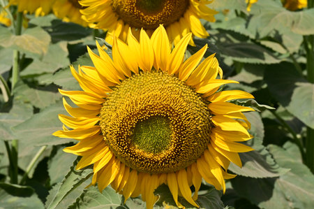 Sunflower field in the summer, close-up of a sunflowerの写真素材