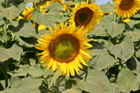 Sunflower field in summer, close-up of a sunflowerの写真素材