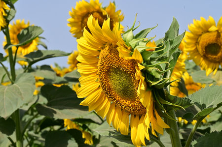 Sunflower field in summer, close-up of a sunflowerの写真素材