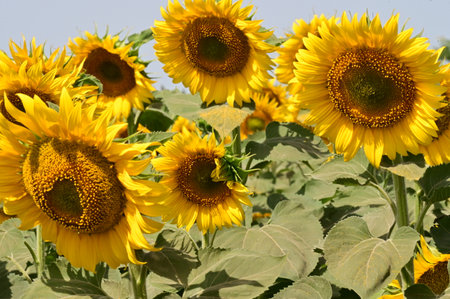 Sunflowers in full bloom in a field of sunflowersの写真素材