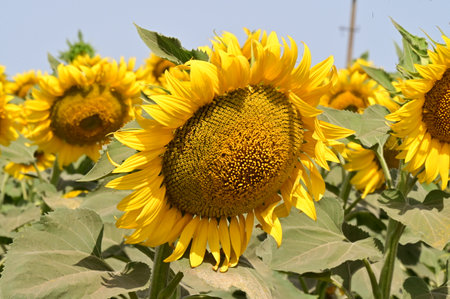 Sunflower in the field, close-up of a sunflowerの写真素材