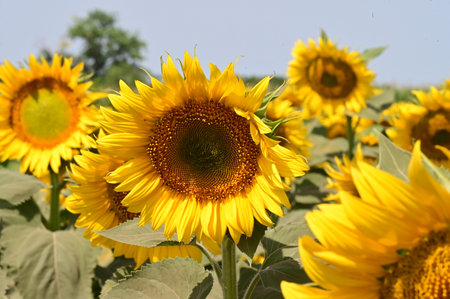 Sunflowers in a field. Close-up of sunflowers.の写真素材