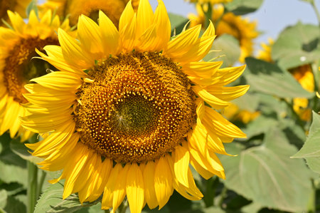 Sunflower blooming in the field on a sunny summer day.の写真素材