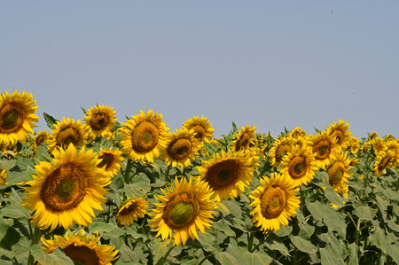 Sunflower field on a sunny summer day, closeup of photoの写真素材