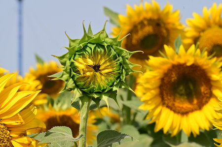 Sunflowers blooming in the field, closeup of photoの写真素材