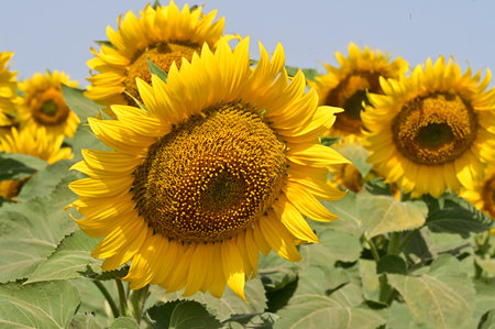 Sunflower field in summer, close-up of yellow flowers.の写真素材