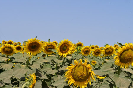 Sunflower field with blue sky background, closeup of photo.の写真素材