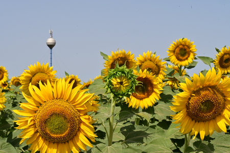 Sunflower field with TV tower in the background in sunny day.の写真素材