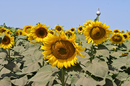 Sunflower field in Lopburi province, Thailand.の写真素材