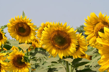 Sunflower field in the countryside of Lopburi province, Thailand.の写真素材