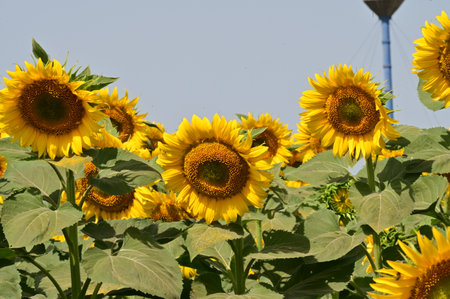 Sunflower field in summer with blue sky background, Thailand.の写真素材