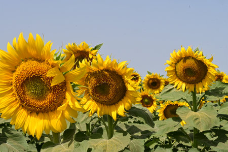Sunflower field with many yellow flowers and blue sky, natural backgroundの写真素材