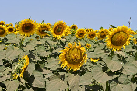 Sunflower field in summer, close-up of yellow flowers.の写真素材