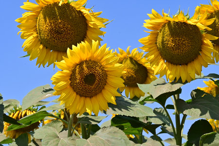 Sunflowers blooming in the field, closeup of photoの写真素材