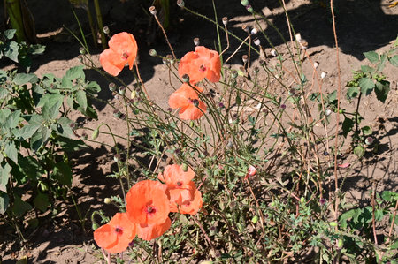 Red poppies in the garden on a sunny summer day.の写真素材