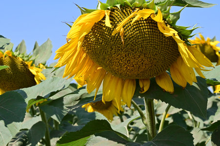 Sunflower in the field with blue sky background, closeup of photoの写真素材