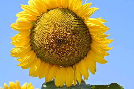 Sunflower on a background of blue sky. Close-up.の写真素材