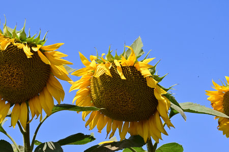 Sunflowers on a background of blue sky in the summer.の写真素材
