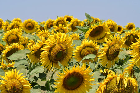 Sunflower field with blue sky background. Sunflower blooming.の写真素材