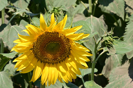 Sunflower field in the summer, close-up of a sunflowerの写真素材