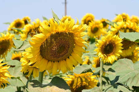 Sunflower field in the summer, closeup of photo with selective focusの写真素材