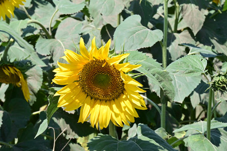 Sunflower in the field of sunflowers blooming in summerの写真素材