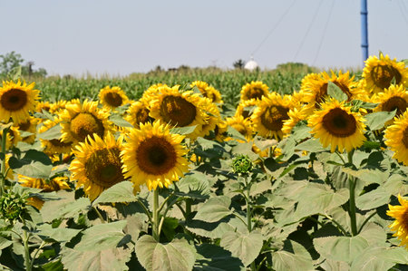 Sunflower field in Lopburi province, Thailand.の写真素材