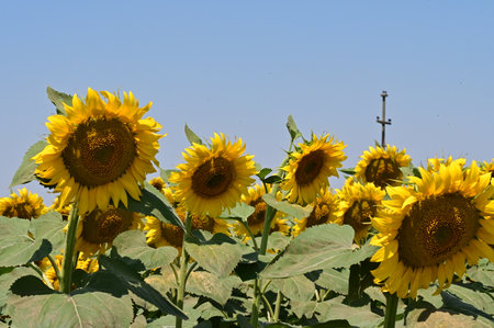 Sunflower field with blue sky in the background, closeup of photoの写真素材